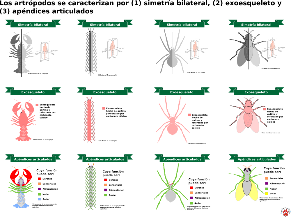 14.4 Clasificación pedagógica de animales